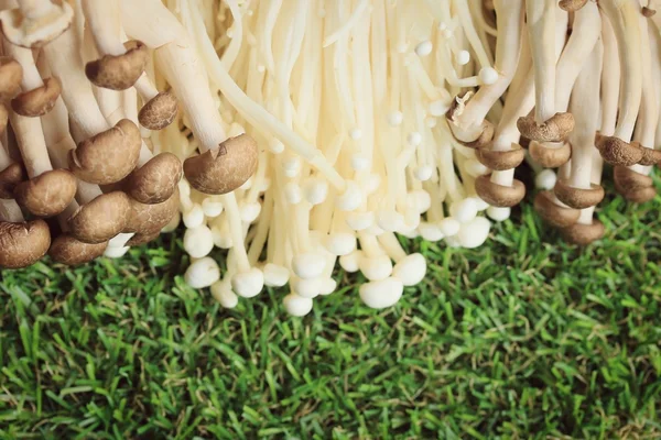 Golden needle mushrooms white