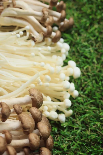 Golden needle mushrooms white