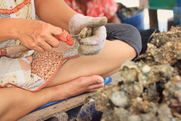 Veel verse oesters — Stockfoto