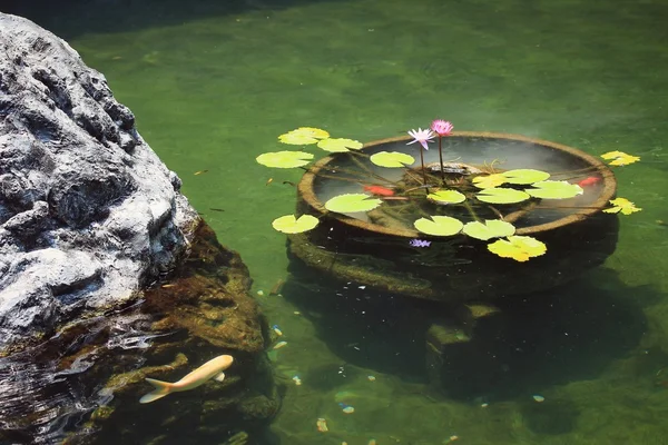 Ikan mas di kolam. — Stok Foto