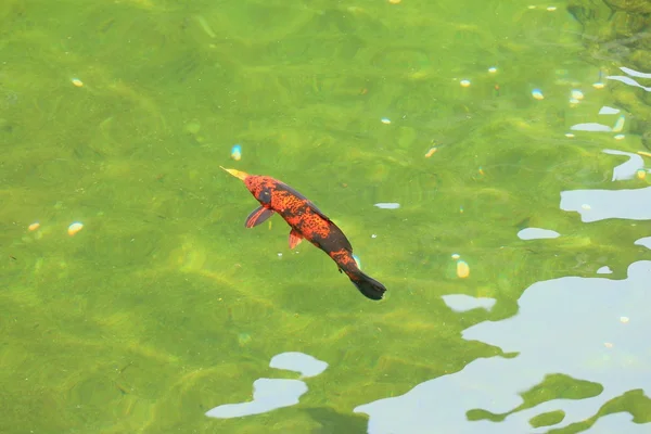 Ikan mas di kolam. — Stok Foto