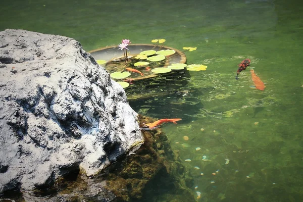 Ikan mas di kolam. — Stok Foto