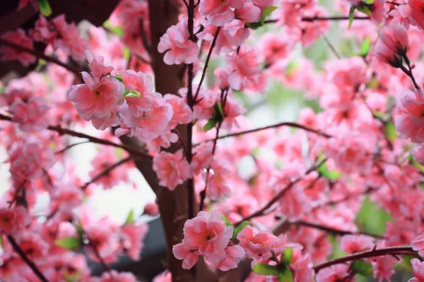 Artificial the cherry blossoms — Stock Photo, Image
