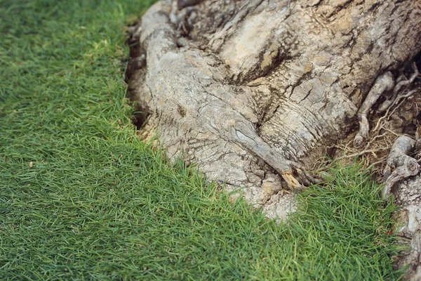 Boomschors van achtergrond — Stockfoto