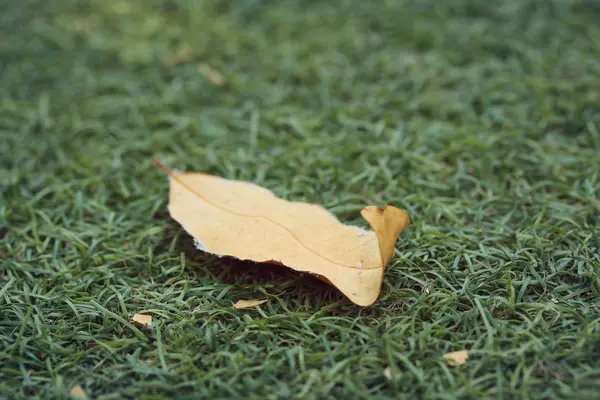Torra blad på gräset — Stockfoto