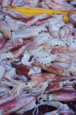 pazarda taze kalamar