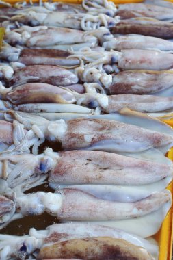 pazarda taze kalamar