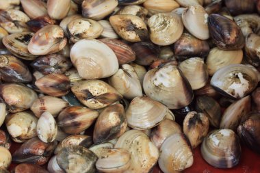 Pazarda taze salyangoz