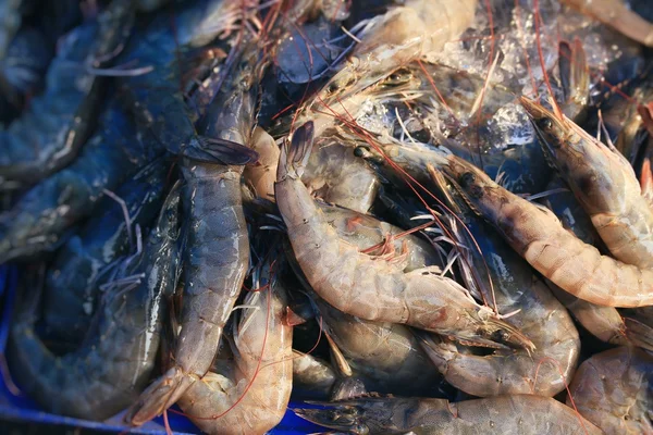 Camarão fresco no mercado — Fotografia de Stock