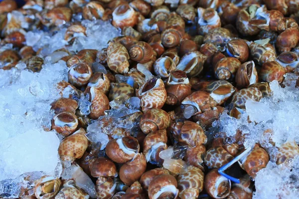 Caracóis frescos no mercado — Fotografia de Stock