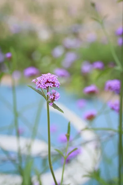 Lila virágok a természetben — Stock Fotó