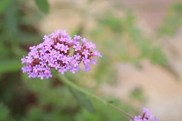 자연계의 보라색 꽃들 — 스톡 사진