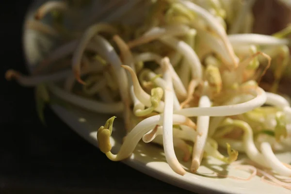 Muchos brotes de frijol — Foto de Stock