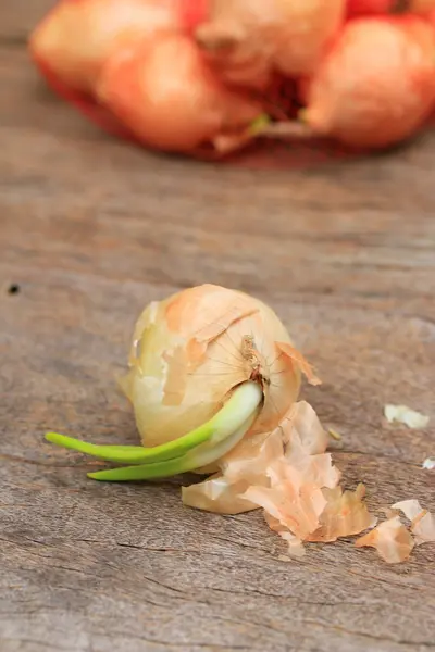 Sprouted onions on wooden — Stock Photo, Image