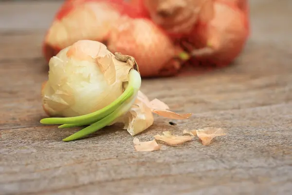 Sprouted onions on wooden — Stock Photo, Image