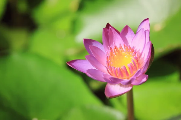 Квітка лотоса в природі — стокове фото