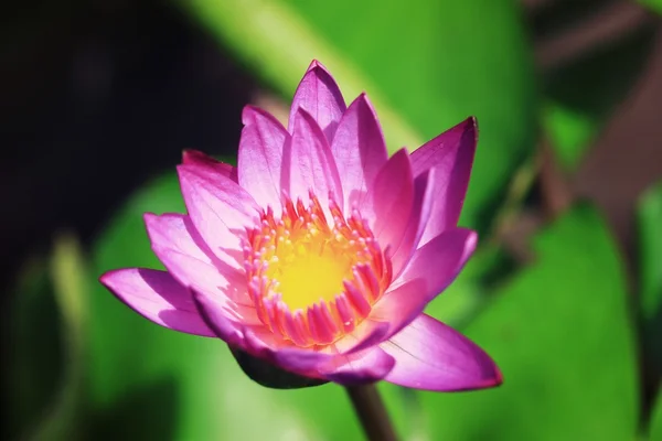 Flor de lótus na natureza — Fotografia de Stock