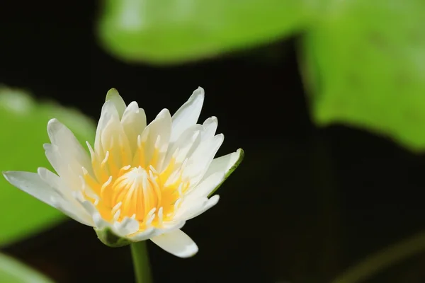 Квітка лотоса в природі — стокове фото