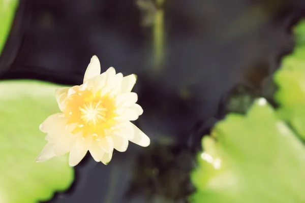 Flor de lótus na natureza — Fotografia de Stock