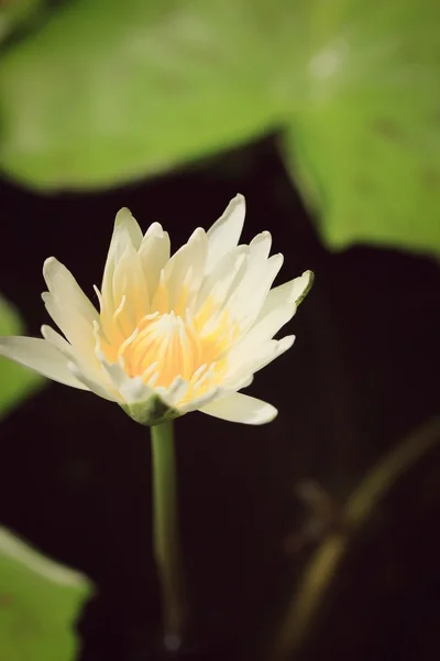 Kwiat lotosu w przyrodzie — Zdjęcie stockowe