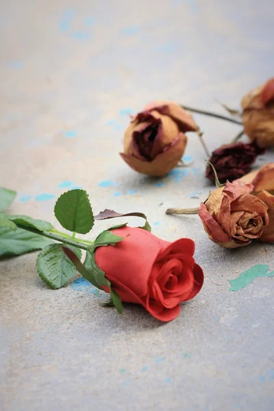 Sztuczne i suszone róże — Zdjęcie stockowe