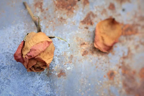 Rosas secas e artificiais — Fotografia de Stock