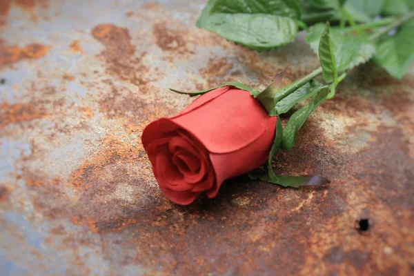 Сушені та штучні троянди — стокове фото