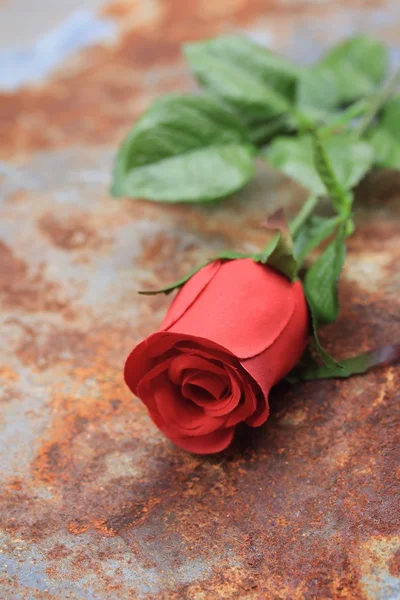 Getrocknete und künstliche Rosen — Stockfoto