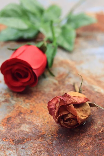 Getrocknete und künstliche Rosen — Stockfoto