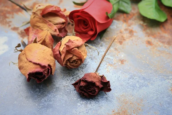 Getrocknete und künstliche Rosen — Stockfoto