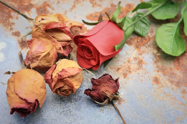 Getrocknete und künstliche Rosen Stockbild