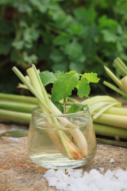 Herb içki limon otu