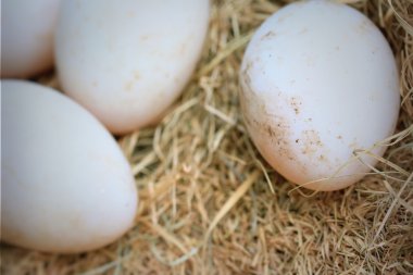 Saman üzerinde ördek yumurta