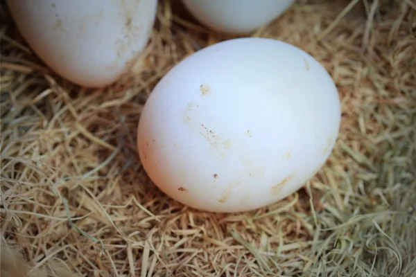 Huevo de pato en paja — Foto de Stock