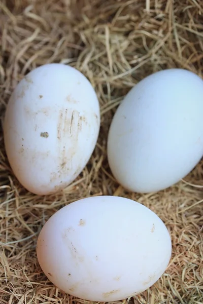 Ovos de pato na palha — Fotografia de Stock