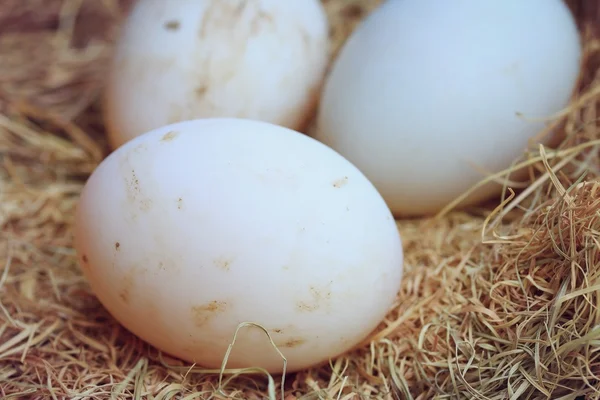 Kacze jajka na słomie — Zdjęcie stockowe