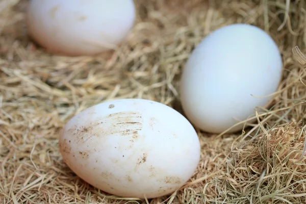 Huevos de pato en paja —  Fotos de Stock