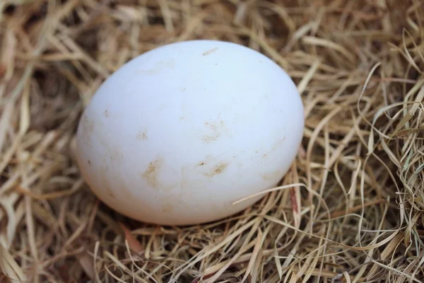 Huevos de pato en paja — Foto de Stock