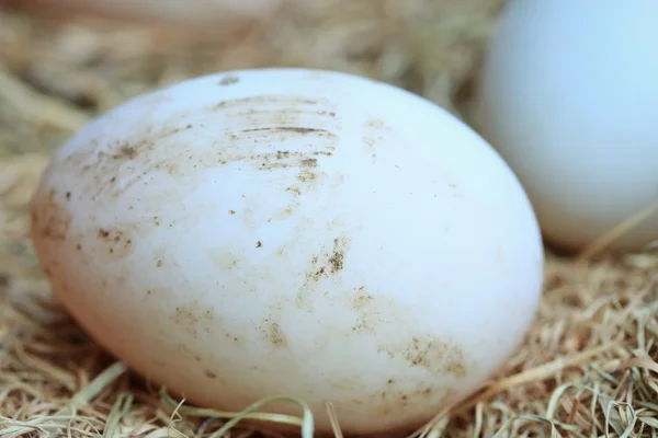 Uova di anatra sulla paglia — Foto Stock