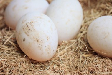 Saman üzerinde ördek yumurta