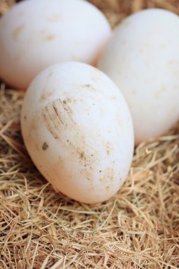 Saman üzerinde ördek yumurta