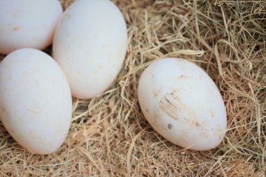 Saman üzerinde ördek yumurta
