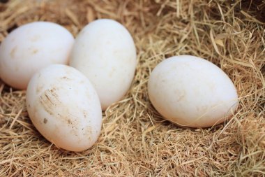 Saman üzerinde ördek yumurta