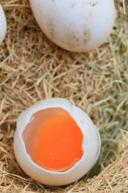 Saman üzerinde ördek yumurta