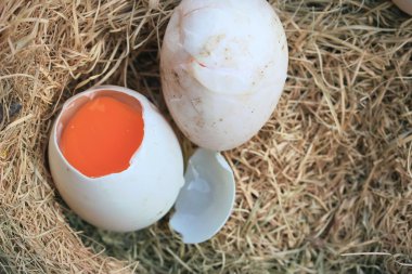 Saman üzerinde ördek yumurta