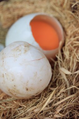 Saman üzerinde ördek yumurta