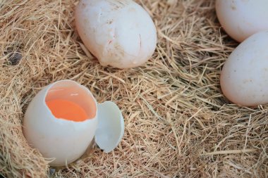 Saman üzerinde ördek yumurta