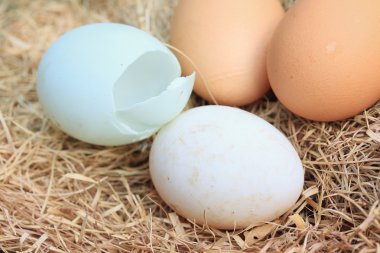 Taze yumurta ve ördek yumurta