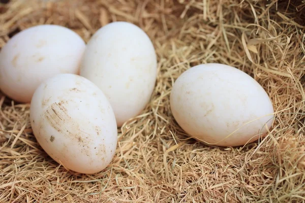 Kacze jajka na słomie — Zdjęcie stockowe