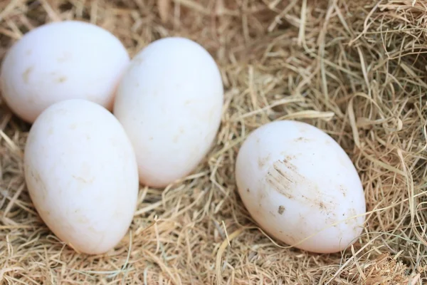 Huevos de pato en paja — Foto de Stock